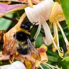 Bombus hortorum