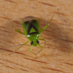 Neolygus viridis