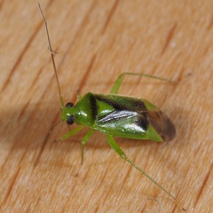Neolygus viridis