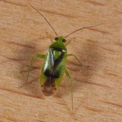 Neolygus viridis