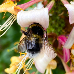 Bombus hortorum