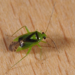 Neolygus viridis