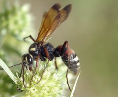 Cryptocheilus egregius
