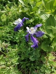 Aquilegia jucunda
