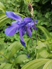Aquilegia jucunda