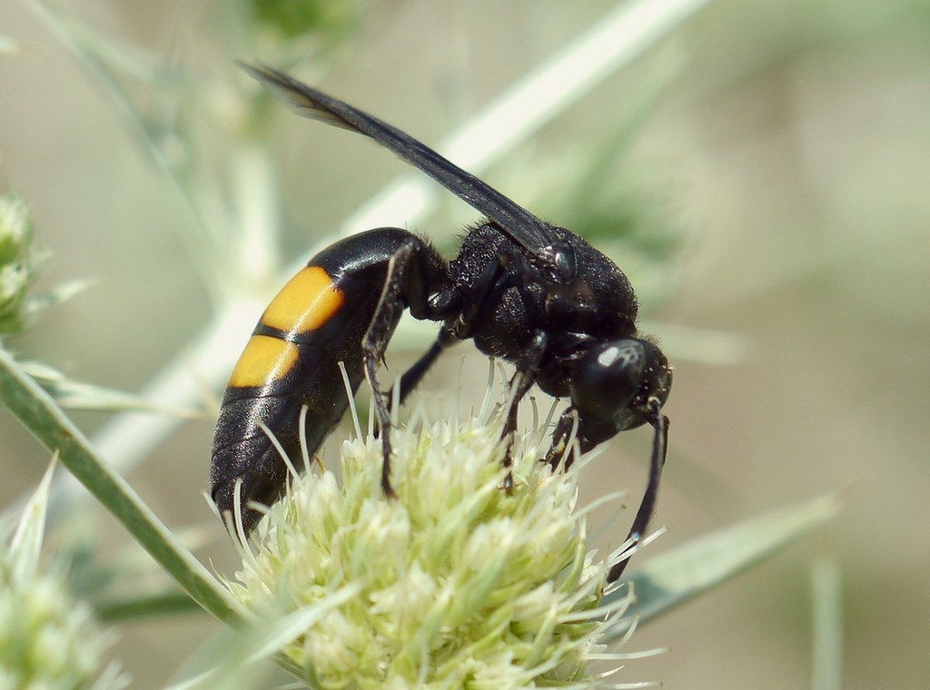 Stizoides tridentatus