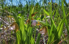 Cypripedium candidum
