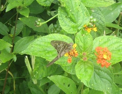 Urbanus proteus