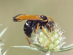 Parabatozonus lacerticida