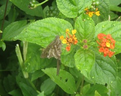 Urbanus proteus