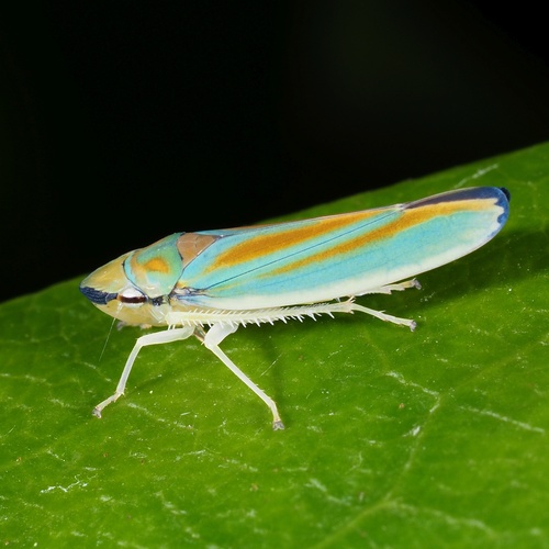 Rhododendron Leafhopper, photo 7 of 8
