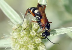 Cryptocheilus fabricii