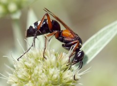 Cryptocheilus fabricii