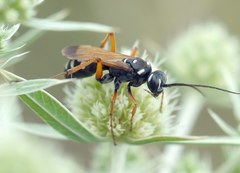 Cryptocheilus variabilis