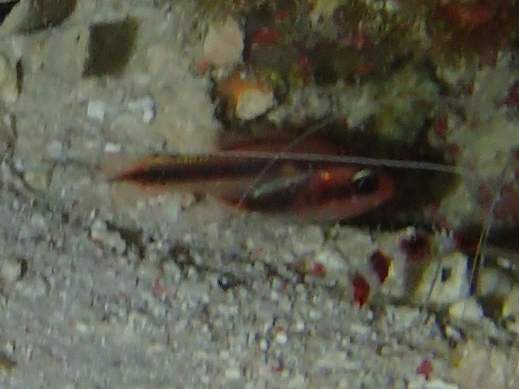 Oblique-banded cardinalfish (Apogon semiornatus) — Apogonidae