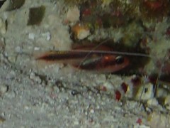 Threeband Cardinalfish photo 4