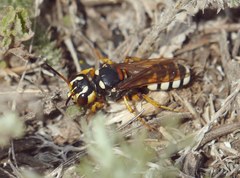 Cerceris tuberculata