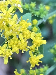 Solidago auriculata