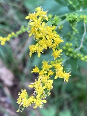 Solidago auriculata