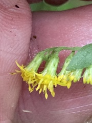 Solidago auriculata