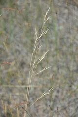 Hesperostipa