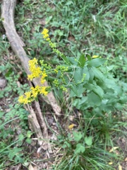 Solidago auriculata