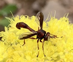 Physocephala burgessi