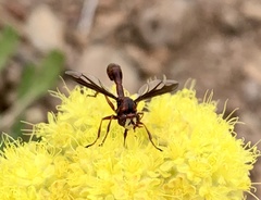Physocephala burgessi