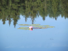 Nymphaea × marliacea