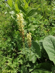 Pedicularis proboscidea