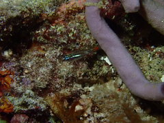 Ostorhinchus parvulus