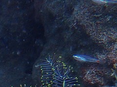 Ostorhinchus parvulus