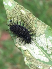 Epilachna mexicana