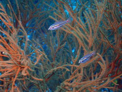 Ostorhinchus parvulus