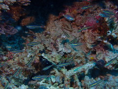 Ostorhinchus parvulus