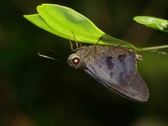 Polygonus leo histrio