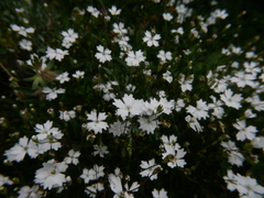 Heliosperma alpestre