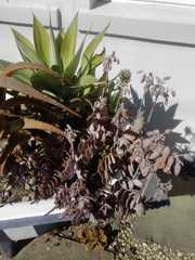 Crassulaceae