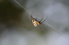 Leucauge fastigata