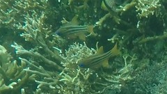 Ostorhinchus compressus