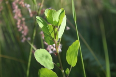 Porophyllum ruderale macrocephalum