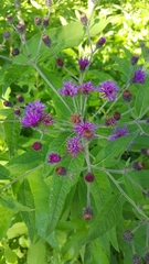 Vernonia baldwinii interior