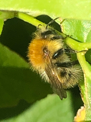 Bombus pascuorum