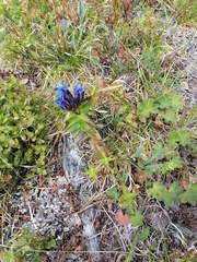 Gentiana dschungarica