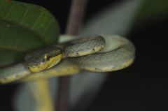 Craspedocephalus gramineus