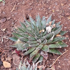 Aristaloe aristata