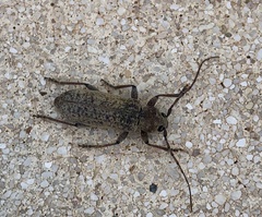 Trichoferus holosericeus