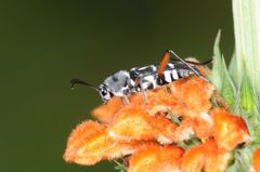 Xylotrechus quadripes