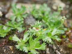 Primula minima