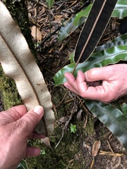 Elaphoglossum cuspidatum